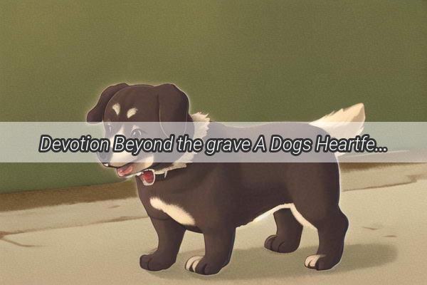 Devotion Beyond the grave A Dogs Heartfelt Farewell to Its Beloved Owner